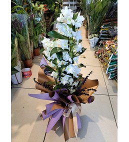 DENDROBİUM ORKİDE 0012